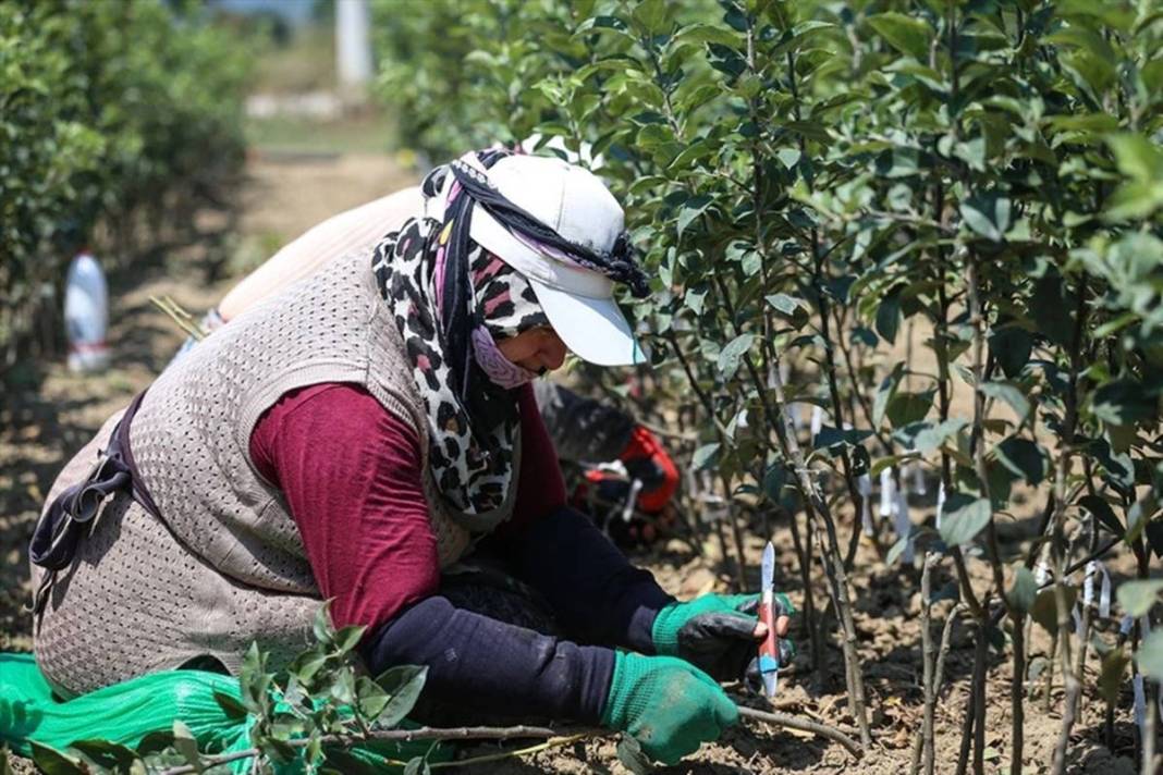 Yılda bir milyon meyve fidanı üretip ihraç ediyorlar: Elektrik bedava! Öyle bir sistem kurmuşlar ki paraya para demiyorlar 20